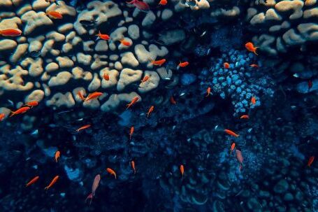 Coral Tranquility - Tiny orange fish swimming along reef in blue deep water of ocean with sunbeams