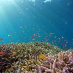 Underwater - school of fish in body of water