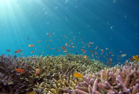 Underwater - school of fish in body of water