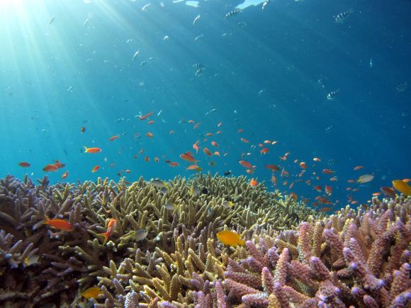 Underwater - school of fish in body of water