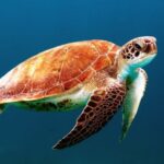Sea Turtles - brown turtle swimming underwater