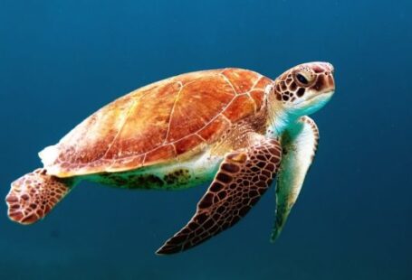 Sea Turtles - brown turtle swimming underwater