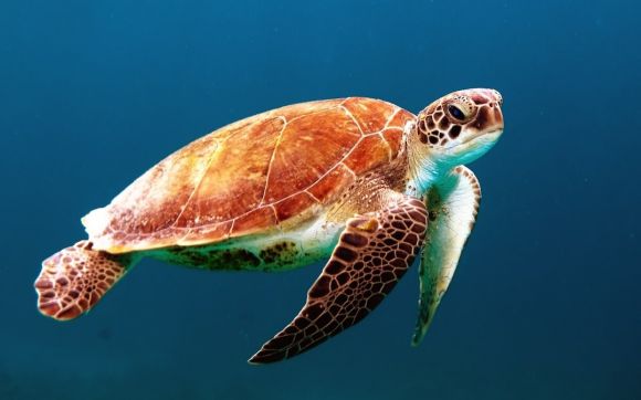 Sea Turtles - brown turtle swimming underwater