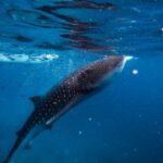 Whale Shark Experience - Whale Shark in Water