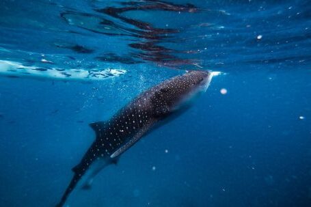 Whale Shark Experience - Whale Shark in Water