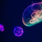 Underwater - three assorted-color neon jellyfishes