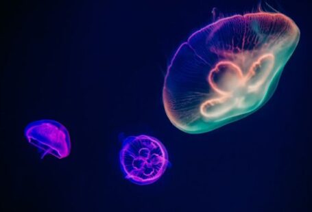 Underwater - three assorted-color neon jellyfishes