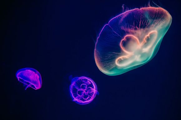 Underwater - three assorted-color neon jellyfishes