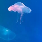 Marine Exploration. - White Jellyfish in Blue Water