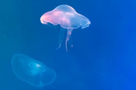 Marine Exploration. - White Jellyfish in Blue Water