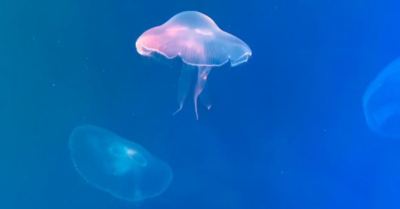 Marine Exploration. - White Jellyfish in Blue Water