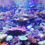 Underwater - school of fish on corals