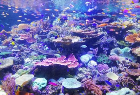Underwater - school of fish on corals