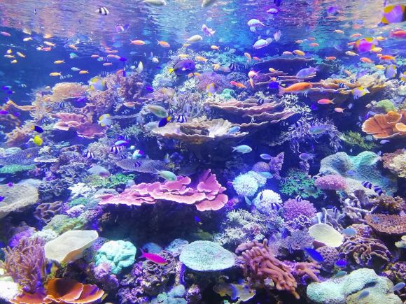Underwater - school of fish on corals