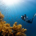 Diving - a person swimming in the ocean with a lot of fish
