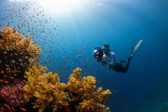 Diving - a person swimming in the ocean with a lot of fish