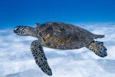 Dive Buddy. - Big aquatic turtle swimming in blue sea