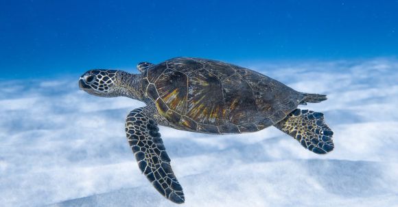 Dive Buddy. - Big aquatic turtle swimming in blue sea