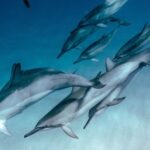 Extended Diving. - Undersea View of Dolphins Swimming past a Female Diver