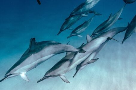 Extended Diving. - Undersea View of Dolphins Swimming past a Female Diver