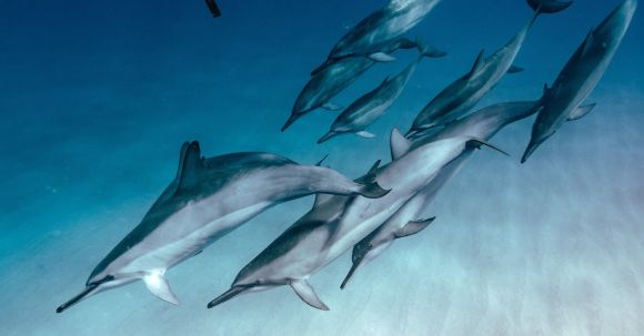 Extended Diving. - Undersea View of Dolphins Swimming past a Female Diver