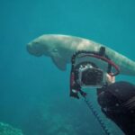 Diving Equipment - a man taking a picture of a large white shark