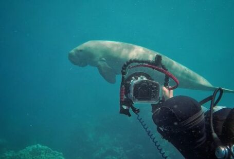 Diving Equipment - a man taking a picture of a large white shark