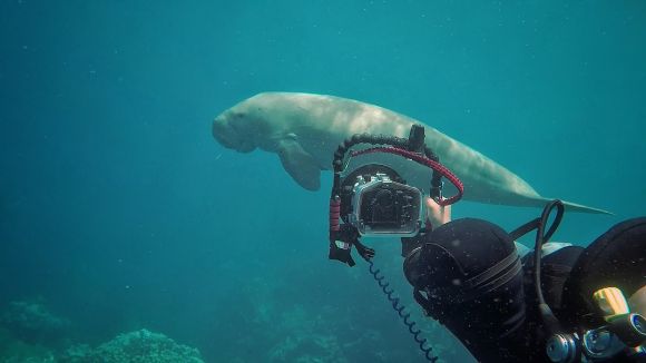 Diving Equipment - a man taking a picture of a large white shark