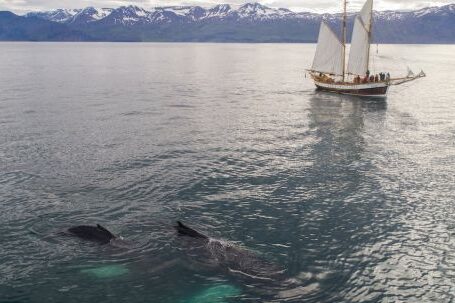 Underwater Navigation - Aerial view of beautiful white traditional sailboat with passengers floating on rippling sea during whale watching tour