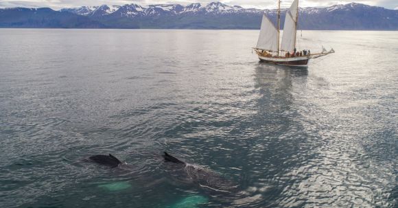 Underwater Navigation - Aerial view of beautiful white traditional sailboat with passengers floating on rippling sea during whale watching tour