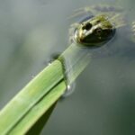 Underwater Filmmaking - Free stock photo of bull s eye, green frog