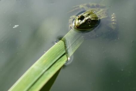 Underwater Filmmaking - Free stock photo of bull s eye, green frog