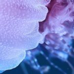 Underwater Wonderland - Clos-up of a Jellyfish
