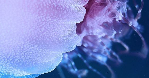 Underwater Wonderland - Clos-up of a Jellyfish