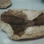 Underwater Archaeology - brown and black stone on white table