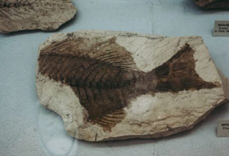 Underwater Archaeology - brown and black stone on white table