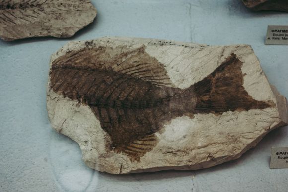 Underwater Archaeology - brown and black stone on white table
