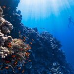 Diving - a person swimming in the ocean near a coral reef