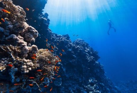 Diving - a person swimming in the ocean near a coral reef