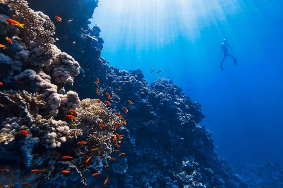 Diving - a person swimming in the ocean near a coral reef