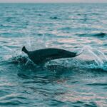 Diving - Photography of Body of Water