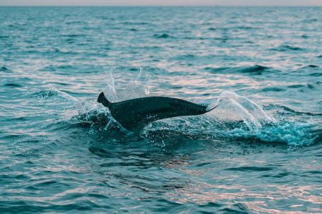 Diving - Photography of Body of Water
