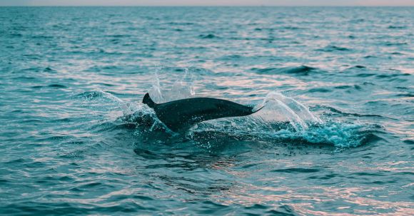 Diving - Photography of Body of Water