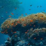 Coral Reef - Underwater Photography of Coral Reef in Water