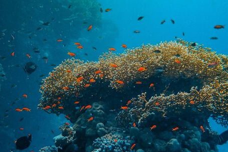 Coral Reef - Underwater Photography of Coral Reef in Water
