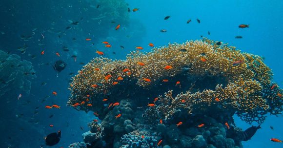 Coral Reef - Underwater Photography of Coral Reef in Water