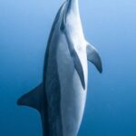 Underwater - Single dolphin floating underwater near water surface against blue sea in daylight in tropical lagoon in summer