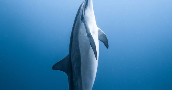 Underwater - Single dolphin floating underwater near water surface against blue sea in daylight in tropical lagoon in summer