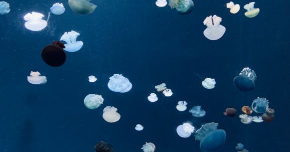 Underwater - marine life