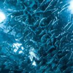 Underwater - Shoal of Fish